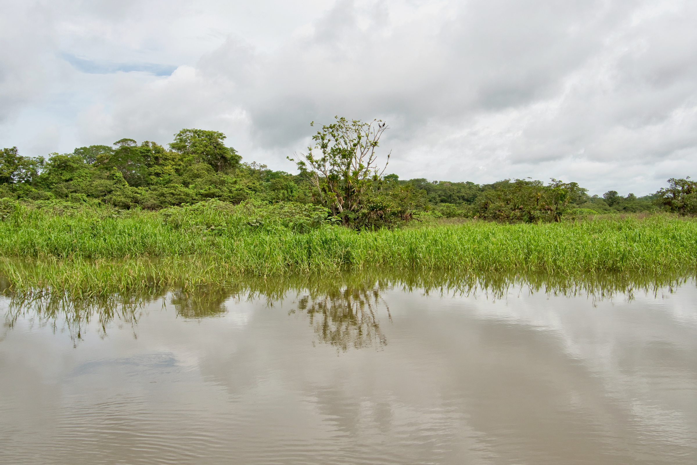 caño negro (3).webp
